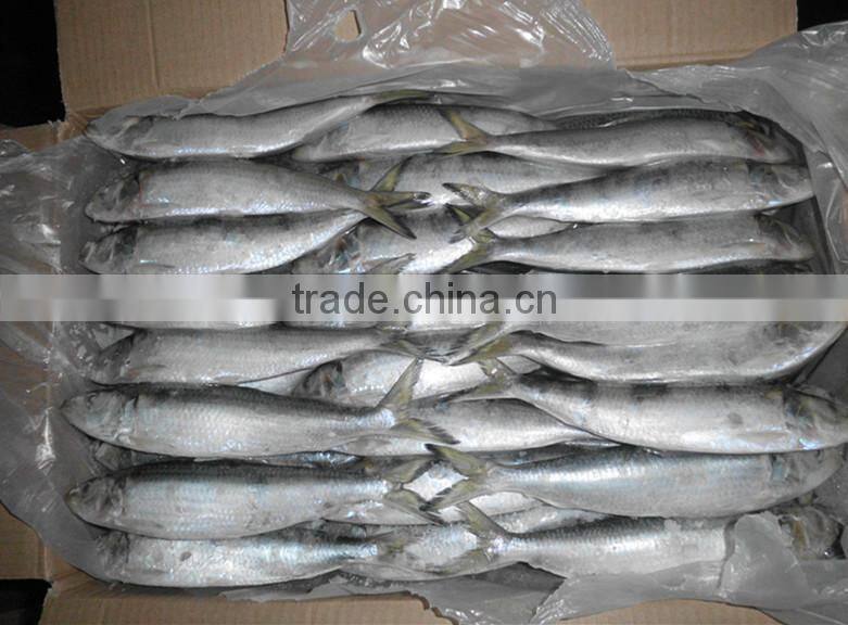 China for canned frozen sardine With Good After-sale Service