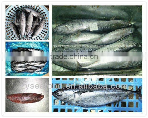 Frozen Fish Frozen Sardine 60--80