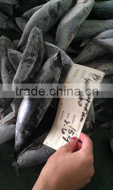 NEW ARRIVAL FROZEN BONITO