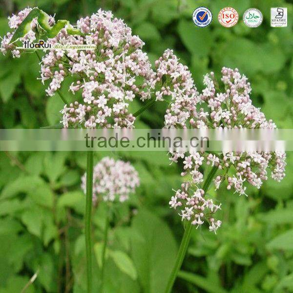 Natural Plant Extract Valerian Root Extract