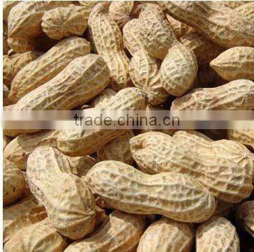 Chinese good quality peanut in shell ,the biggest groundnut factory