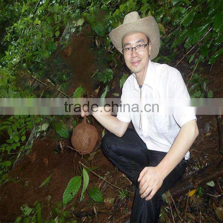 Natural Plant Butea Superba Extract Powder for Male Sexual Functions