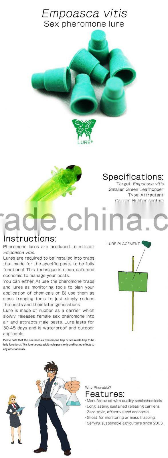 Pheromone Lure for Empoasca vitis, The Smaller Green Leafhopper pheromone attractant