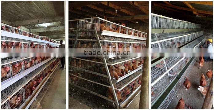 100% Response Rate Cheap Industrial Chicken Coop