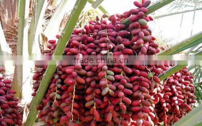 Palm dates Multiple layer continuous type mesh belt dryer