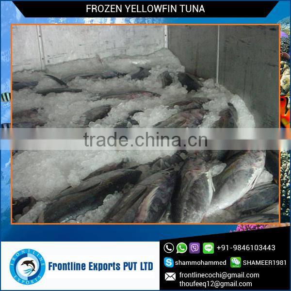 Frozen Yellow Fin Tuna Whole Round at Cheap Price