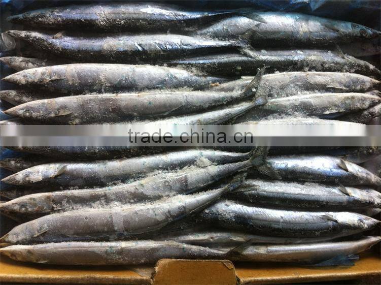 new catching sea frozen sanma 1# 130-150g