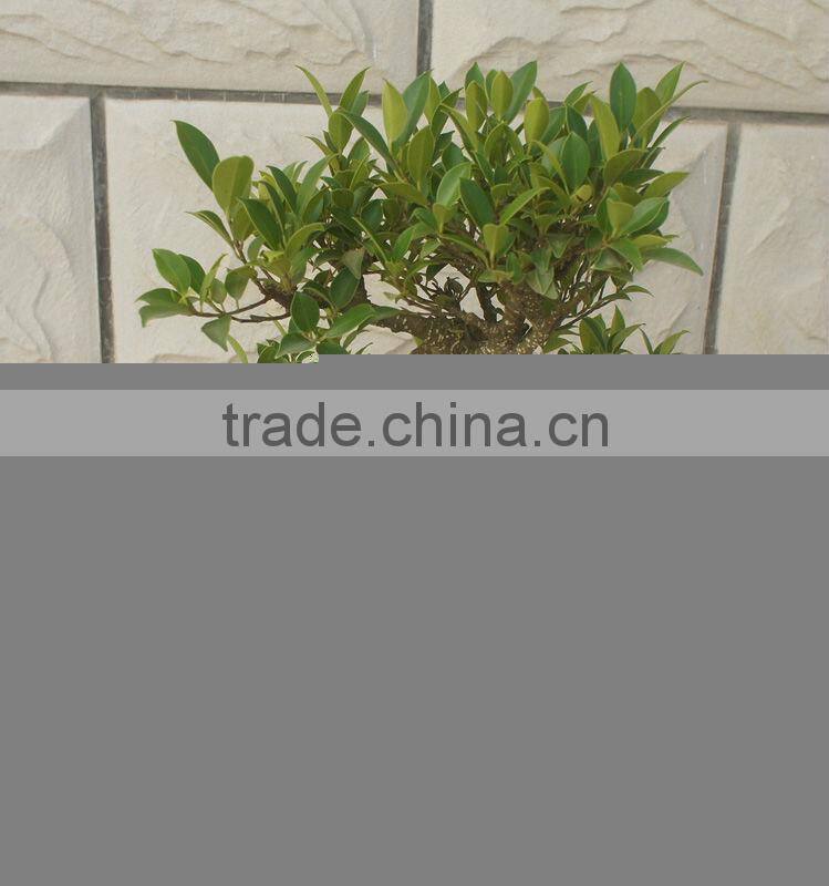 Ficus microcarpa bonsai in 15cm,20cm ,25cm ,30cm pot,ball ,S shape