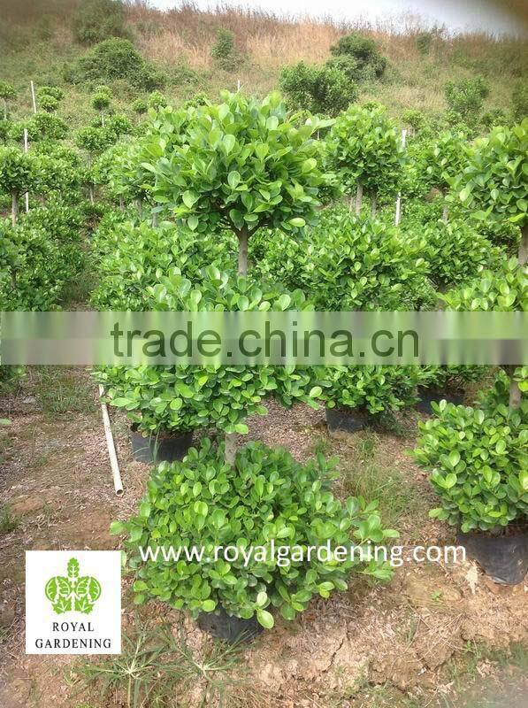 Ficus panda 3 steps nursery for landscaping