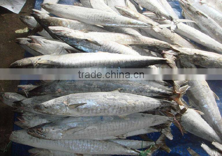 Frozen spanish mackerel fillets