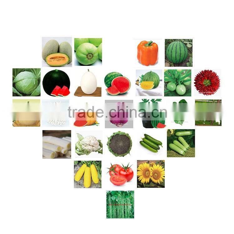 SHIJIA chinese watermelon hybrid seed