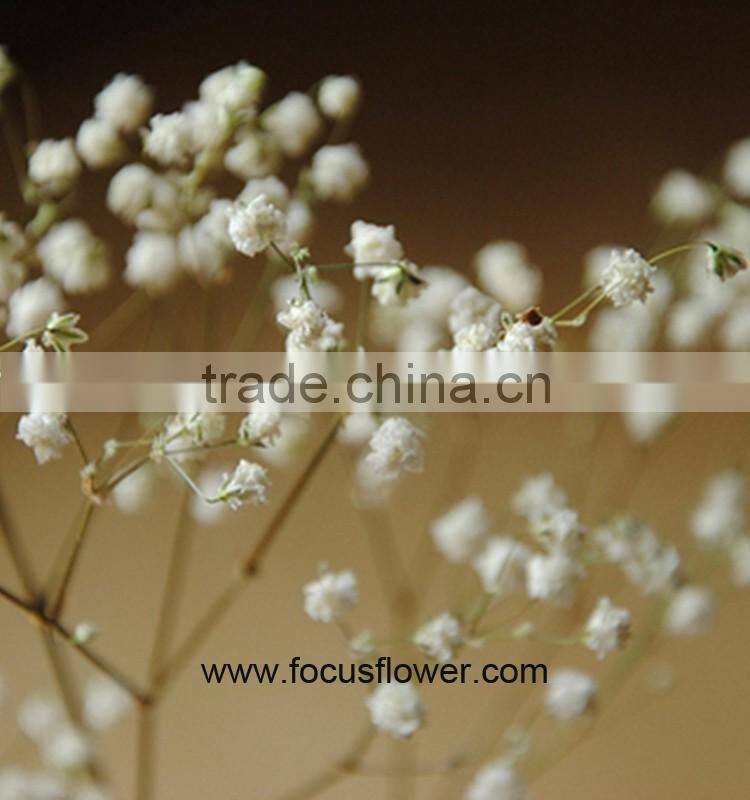 Ornamental Plants Real Touch Flower Onlin Wholesale Shop Baby's Breath