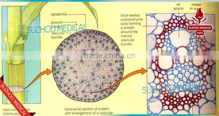 Zea stem TS Corn stem prepared slides
