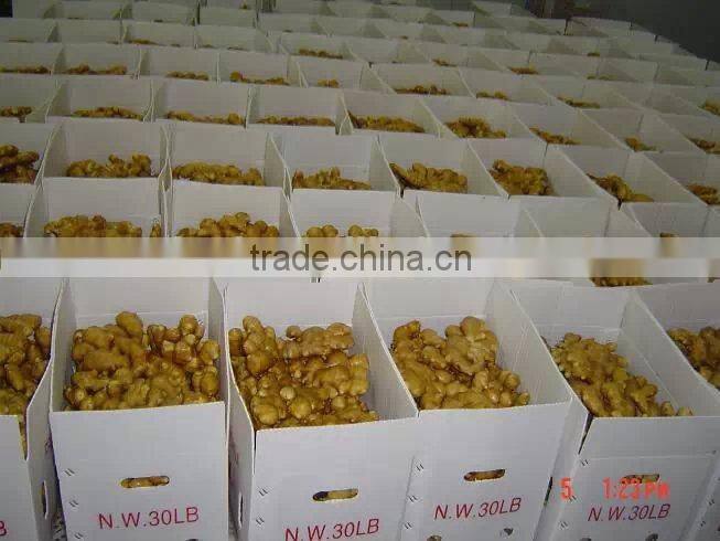 chinese low price ginger