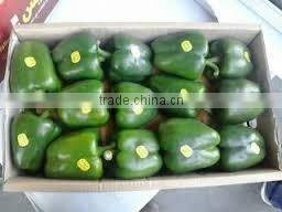 FRESH SWEET PEPPER / BELL PEPPER +84963818434 whatsapp