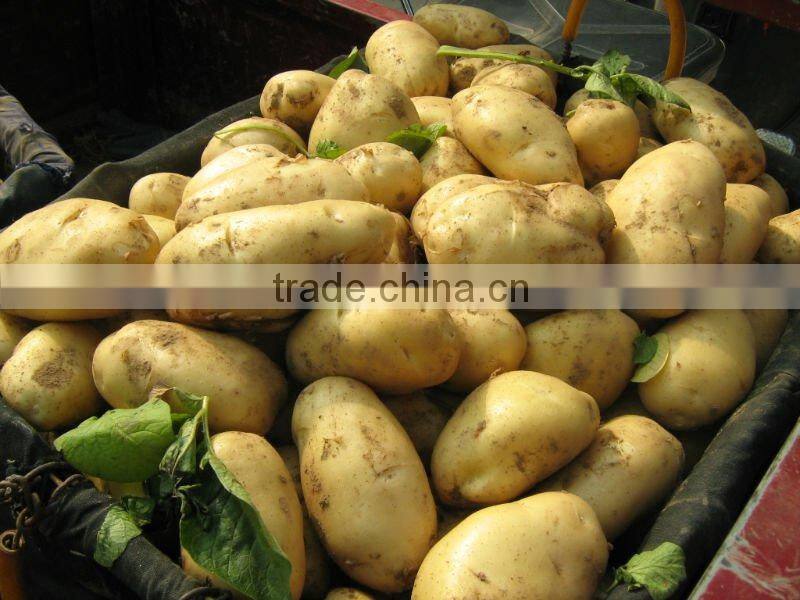 fresh holland potato