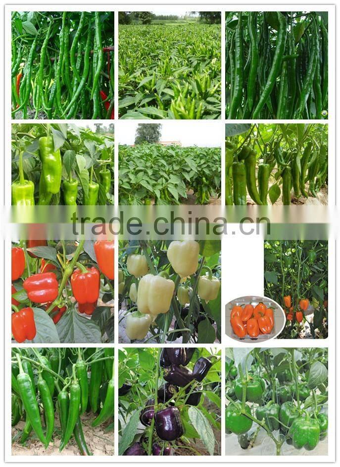 Hybrid red chili pepper seeds for growing-PS010