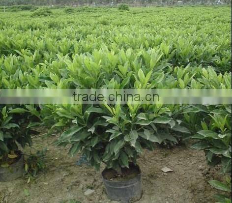 evergreen foliage Fagraea ceilanicaof outdoor indoor landscaping decorative ornamental plants