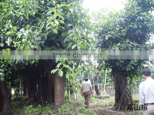 Ficus altissima