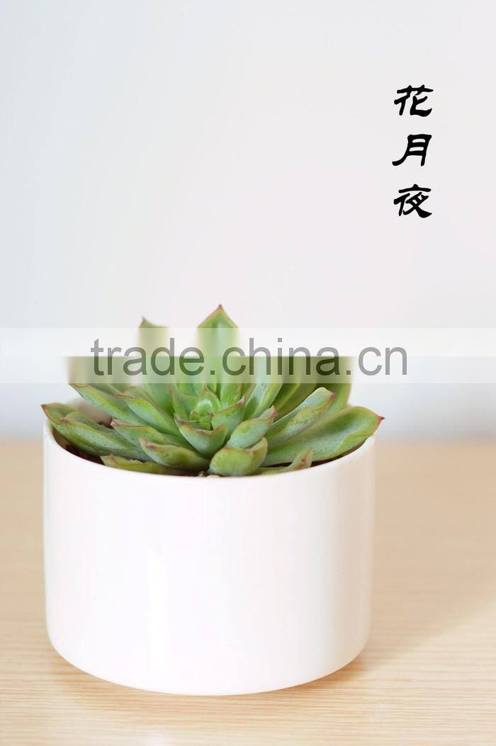 Echeveria pulidonis of succulent plants