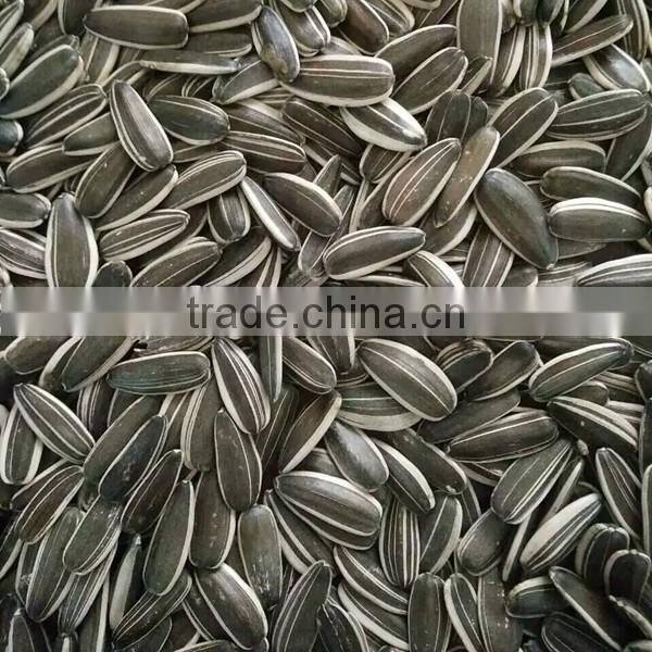 Top Quality Big Size Sunflower Seeds