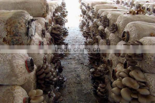 All kinds Edible mushroom planting production line/Fungus growing production line/Oyster Mushroom planter