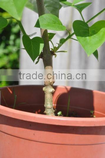 2015 new Omega grafting machine/grafting machine tool /grafting scissor