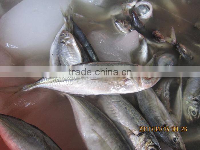 fresh frozen horse mackerel from Zhejiang China