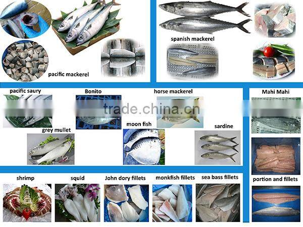 ready stock sea frozen mahi mahi whole round 2kgs + ,big size