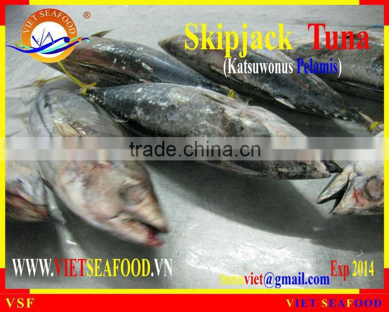 W/R FROZEN SKIPJACK TUNA