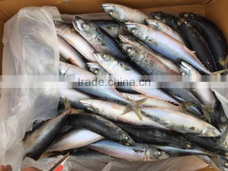 2016 landing sea frozen mackerel 250-300g