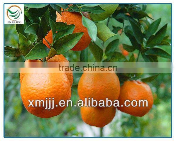 citrus fruits Orange Export Company