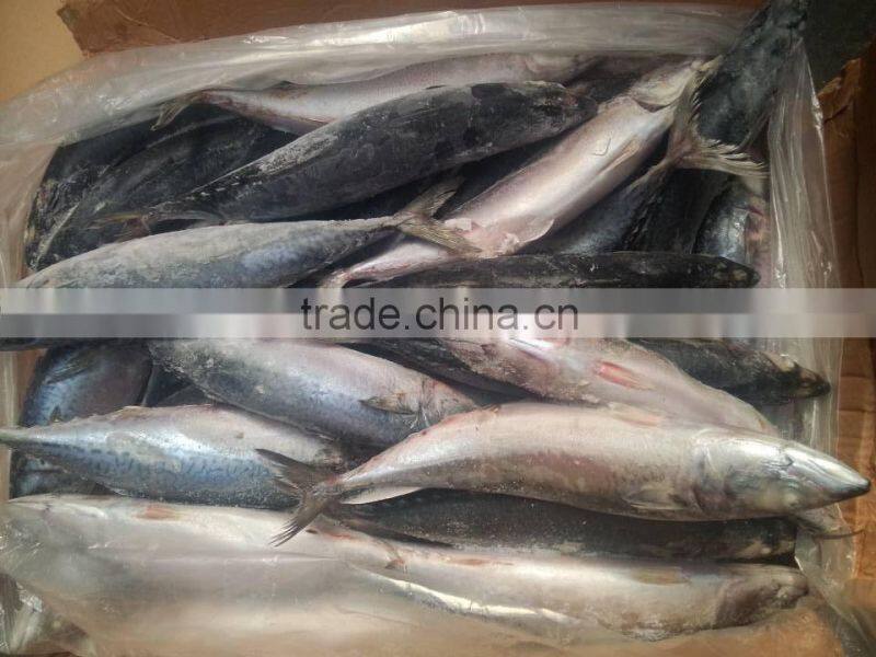 frozen pacific mackerel fish
