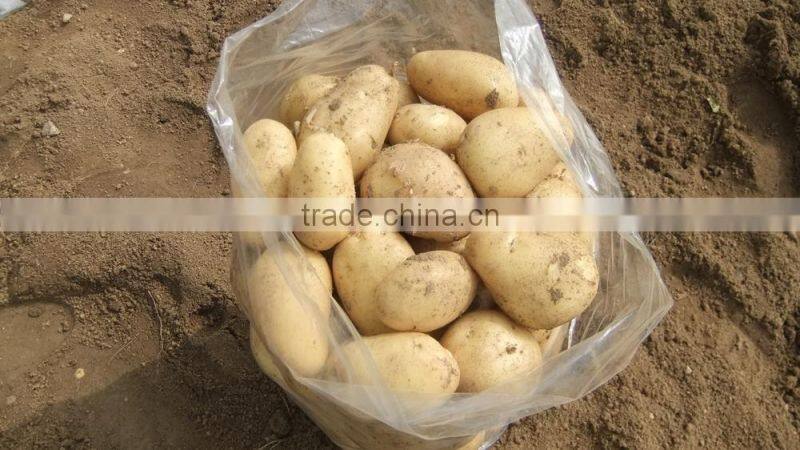 2015 super quality of the potato