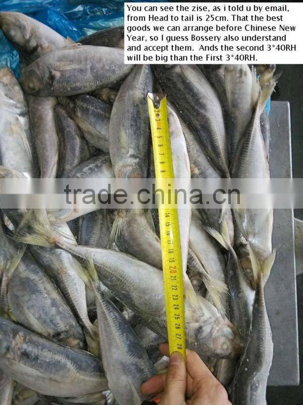 A grade HORSE MACKEREL