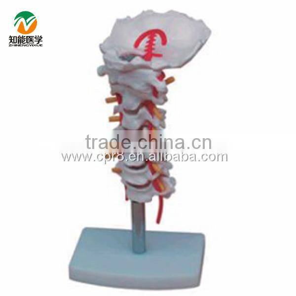 BIX-A1014 cervical carotid artery, occipital, intervertebral disc and nerve model