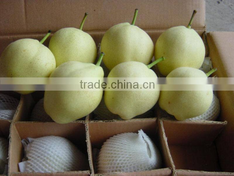 Fresh early-mature su pear supplier in China