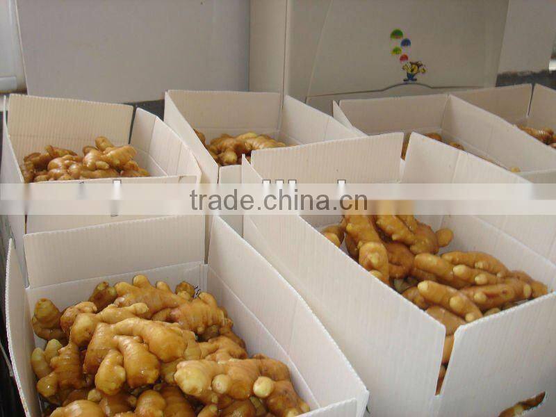 shandong ginger