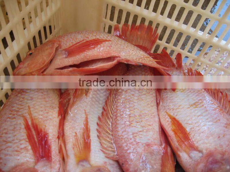 Gutted and scaled red tilapia fish