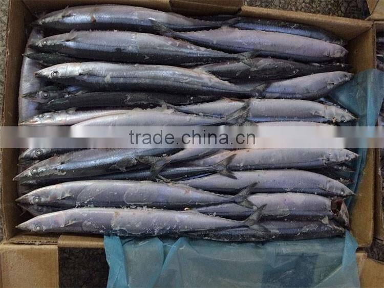 frozen pacific saury seafood light catching fishing bait