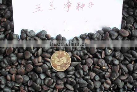 High Purity Lily Magnolia Seeds Mulan Tree Seeds For Growing