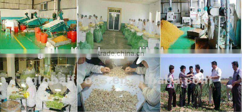 Dried Ginger Dehydrated Ginger dry Ginger Flakes