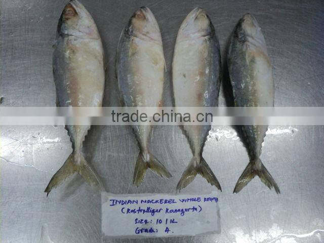 Indian Mackerel / Frozen Indian Mackerel / Vietnam seafood