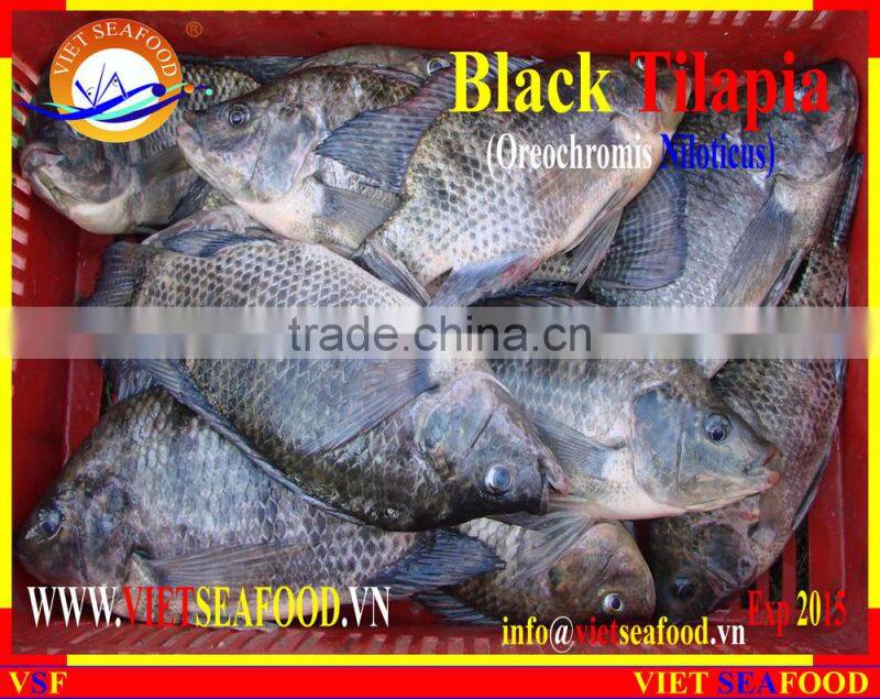 FROZEN BLACK TILAPIA WHOLE ROUND