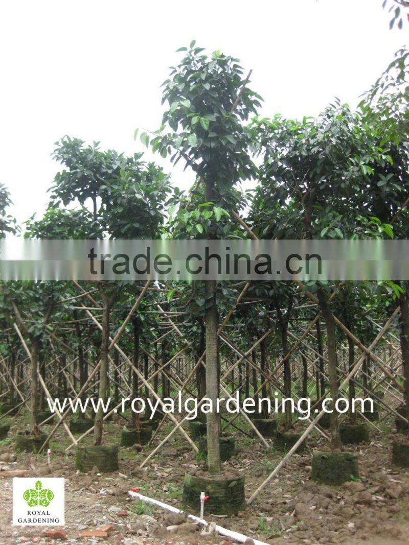 ficus altissima field