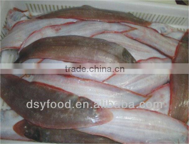 FROZEN TONGUE SOLE WHOLE ROUND HOOK CAUGHT FISH