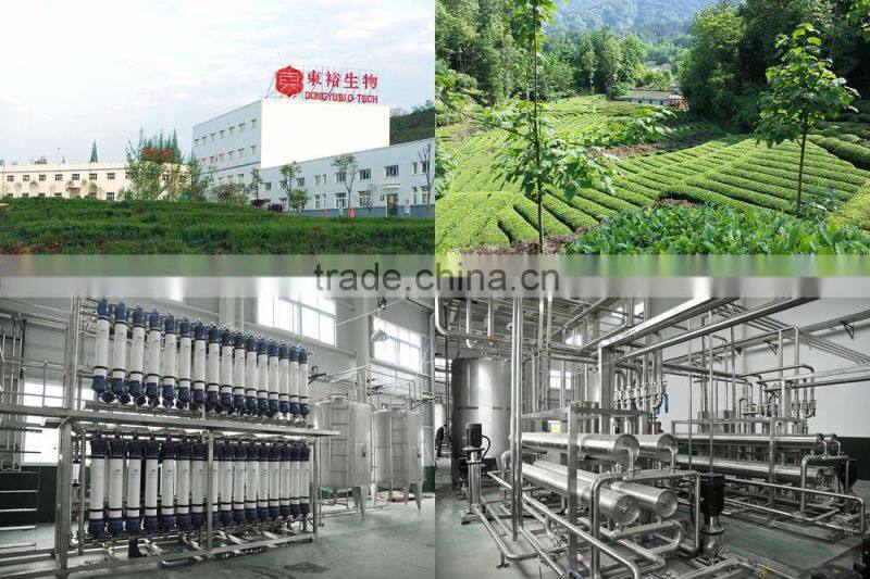 Natural Healthy Supplement 98% Polyphenols Green Tea Extract for instant drinking tea