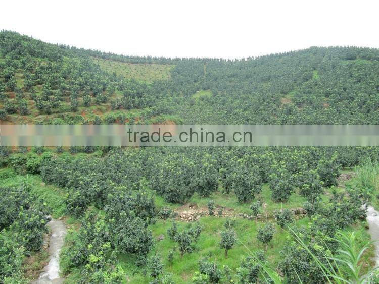 Professional export local honey pomelo from guan-xi pomelo