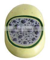 Best price good quality Lysosomal anatomy model
