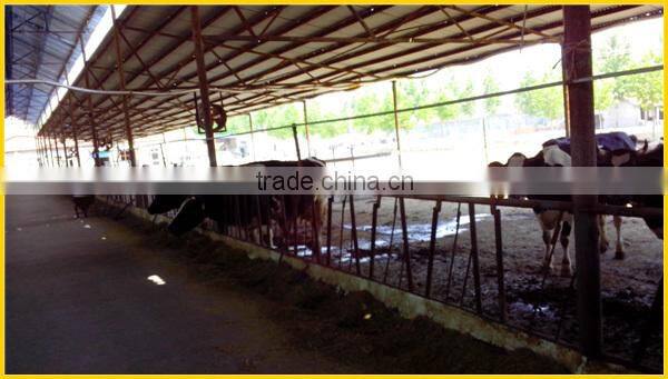 cow head-lock for dairy farm